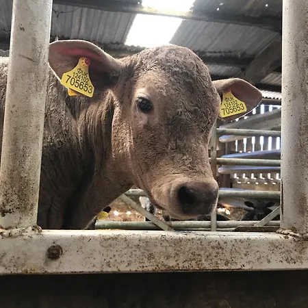 Braisty Woods - Knotty & Nyaraló